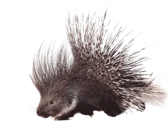 Left libertarian lite